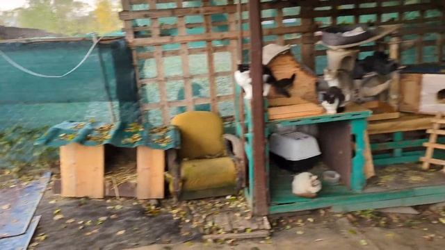 Джек, такса пошла на контакт и кот Тяпай смотреть онлайн