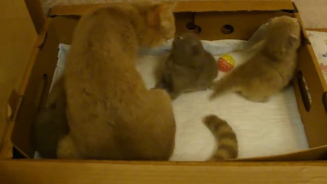 котята шотландские вислоухие