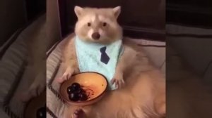 Какой красавчик