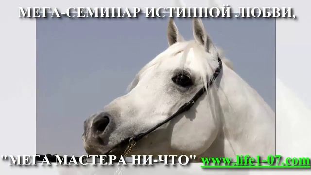 БЕЛЫЙ ЦВЕТ смотреть онлайн