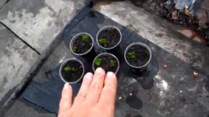 Размножение чёрной смородины в одноразовых стаканчиках