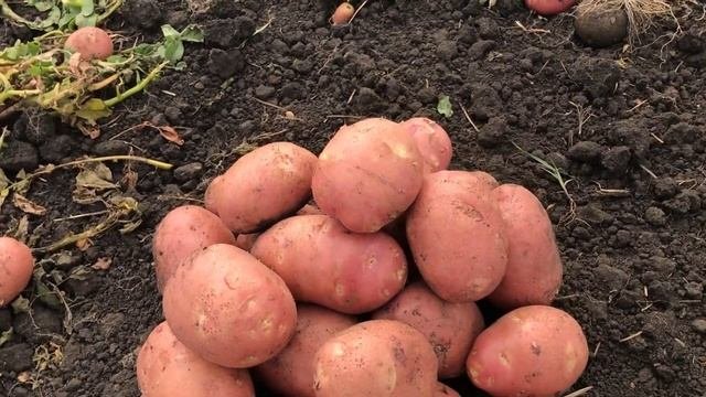 Картофель из столицы картофеля Богдановичского района Свердловской области