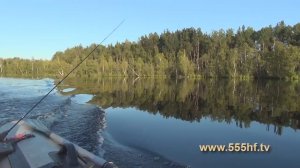 Охота на окуня. Природный водоем. Часть 2