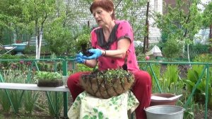 ЛОБЕЛИЯ в кашпо