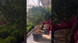 Ландафтный дизайн своими руками: какие красивые растения выбрать для украшения своего сада?