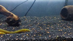 Каламоихт Калабарский