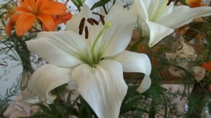Lilium var. Navona