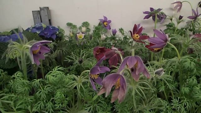 Pulsatilla mix смотреть онлайн