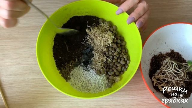 Как пересаживать цветущий антуриум? Можно ли пересаживать зимой? смотреть онлайн