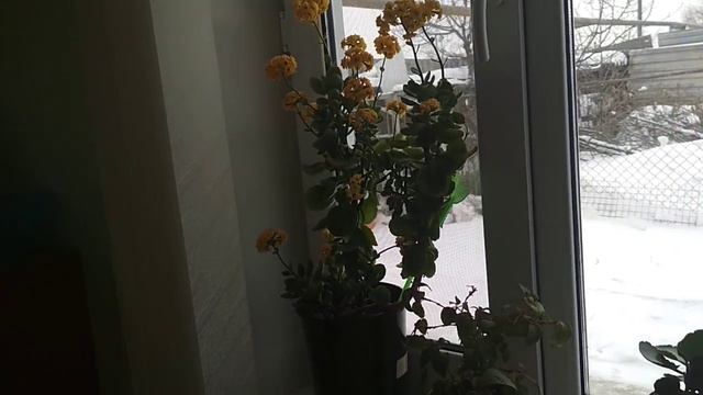 #декабрист #цветениеогурцы# смотреть онлайн