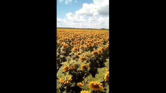 Летняя Атмосфера, Поля Подсолнечника!расслабляющая музыка для сна,#shorts,2021 смотреть онлайн