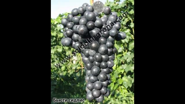 #Виноград от Сергея Гагина #кишмыш1 каталог12