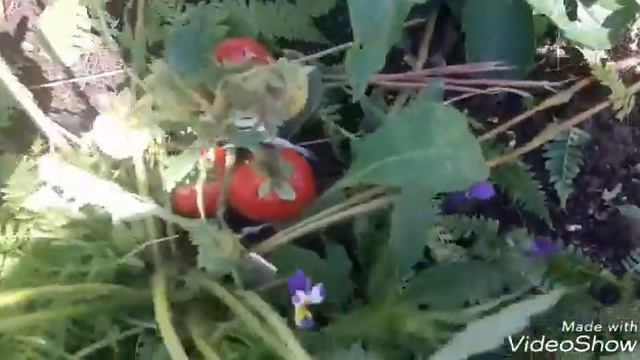 Секретное растение от серой гниле на клубнике. смотреть онлайн