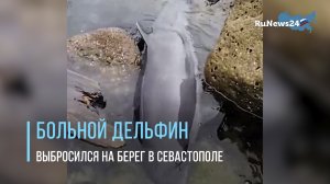 В Севастополе волонтеры разыскивают пострадавшего дельфина