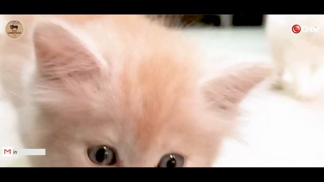 How to trim your cat`s claws | ? 5 favorite foods of Persian cats | Sindh Livestock Tv Orbit смотреть онлайн
