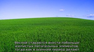 Как правильно посадить газонную траву