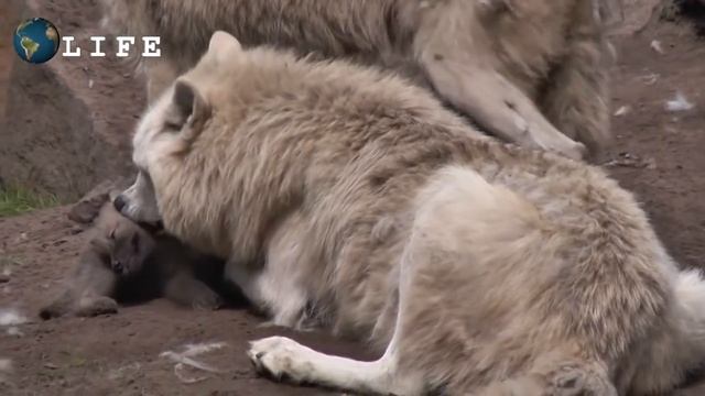 ЧТО ДЕЛАТЬ ПРИ НАПАДЕНИИ ВОЛКОВ смотреть онлайн