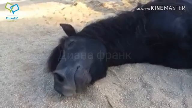 Клип про лошадей ( ангел хранитель твой) смотреть онлайн