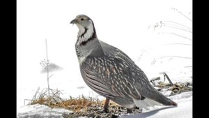 Кавказский улар ?