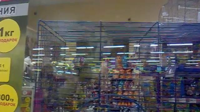 бурундук из зоомагазина смотреть онлайн