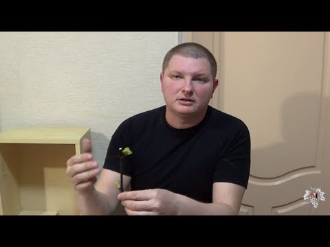 Весенние работы на винограднике и в саду. Кильчевание черенков