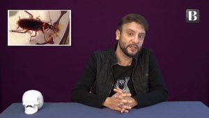 Сочи атакован гигантскими американскими тараканами