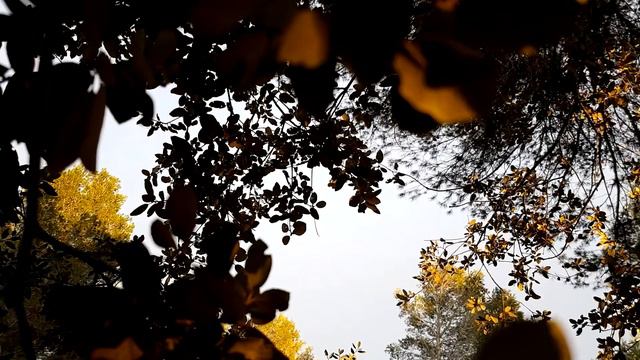 Matthias Puech — Imperceptible Life смотреть онлайн