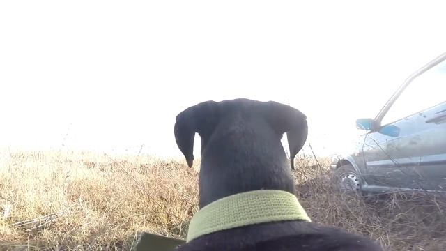 Black dog #1 - Мир глазами собаки смотреть онлайн