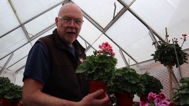 New 2018 Regal Seedlings - The First Blooms смотреть онлайн