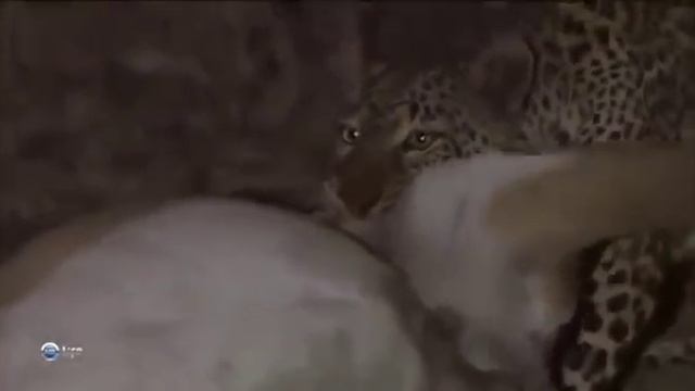 Семья леопарда Дом дикой кошки Безопасное место саванны В поисках пищи Инстинкт выживания котят смотреть онлайн