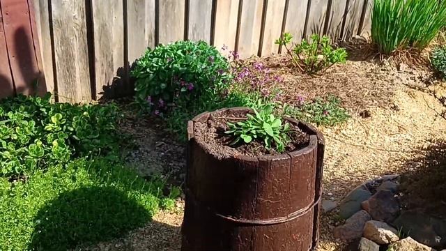 Украшаю окна цветами/новая клумба из однолетников/вынесла клубневую бегонию на улицу. смотреть онлайн