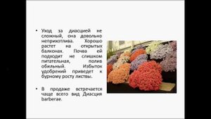 Диасция