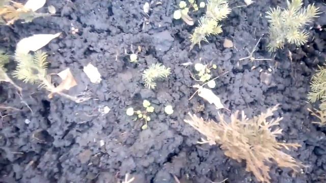 Важно! На что нужно обратить внимание при осенней посадке хвойных черенков. смотреть онлайн