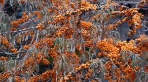 вот так растет облепиха