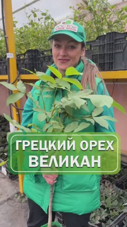 Грецкий орех Великан🌳