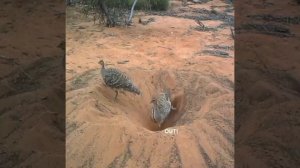 СИЗИФОВ ТРУД