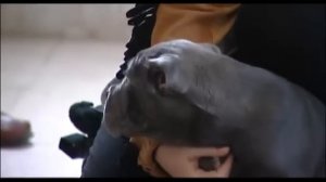 Кане-корсо