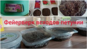 КАК ДОБИТЬСЯ ДРУЖНЫХ ВСХОДОВ ПЕТУНИИ