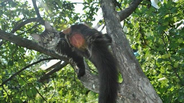 котенок Мейкун дорвался до свободы