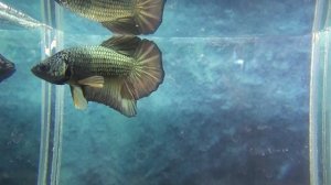 Виды петушков.Betta.