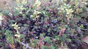 лесная ягода шикша. она же водяника, вороника. после заморозков.