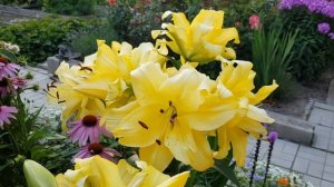 Махровые лилии.  Цветение лилий. Начало августа 2022