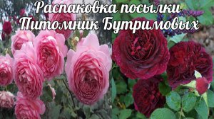 Распаковка посылки с розами. Розы Бутримовых