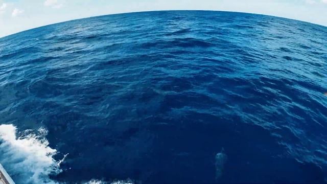 ТАНЦЫ ДЕЛЬФИНОВ ??? смотреть онлайн