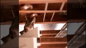 Приколы с котиками. Котики #57