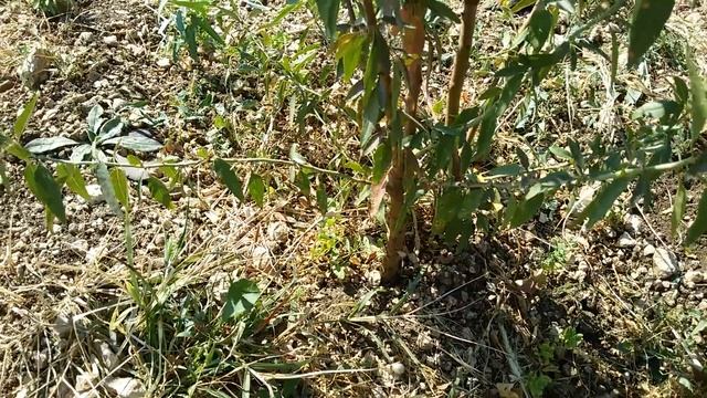 Выращивание миндаля в Крыму(Almendras\Almond)Crimea смотреть онлайн