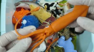 Learn Colors With Wild Animals Shark Toys For Kids