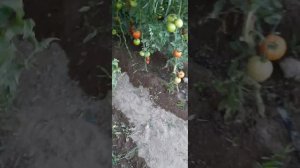 Помидор Белле F1 Tomat Belle F1 20.06.2021г Сарыагаш, Казахстан. #agro #томаты #помидоры #trend