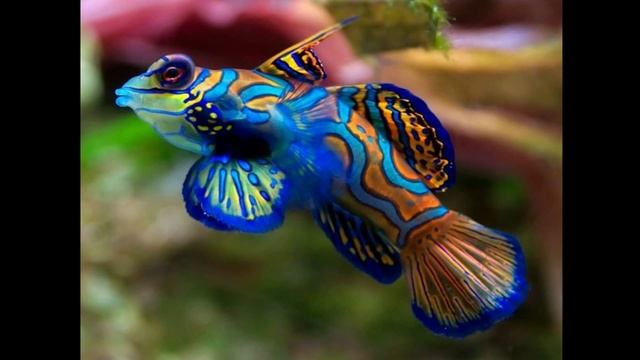 Тихий океан смотреть онлайн