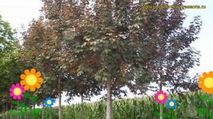 Клен белый Атропурпуреум. Краткий обзор, описание характеристик acer pseudoplatanus Atropurpureum